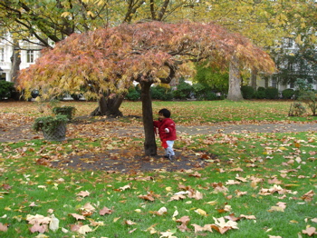 12 Nov autumn 9.jpg